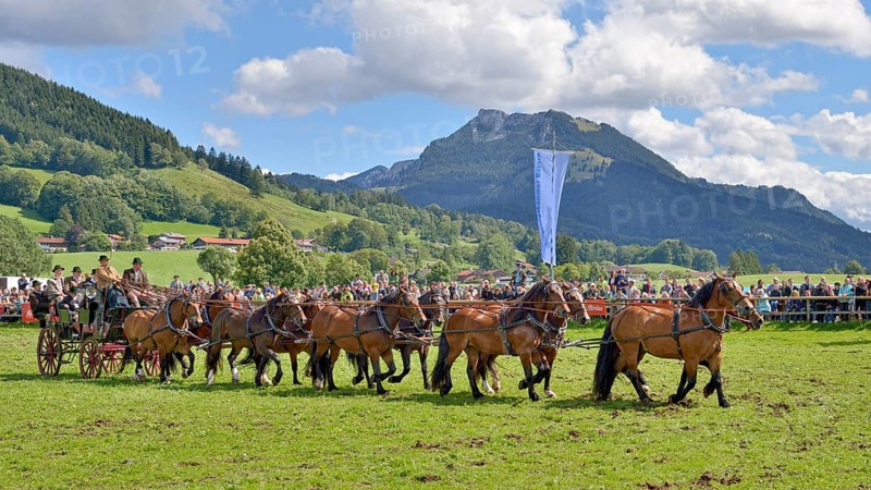Ten-horse carriage with cold blooded horses