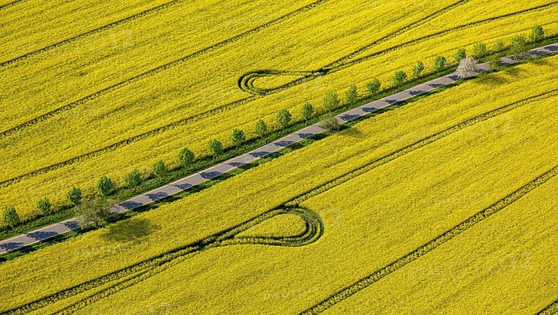 Blooming rapeseed fields avenue