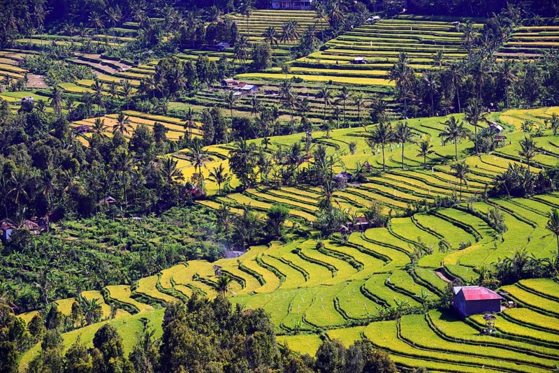 Rice paddies and rice terraces
