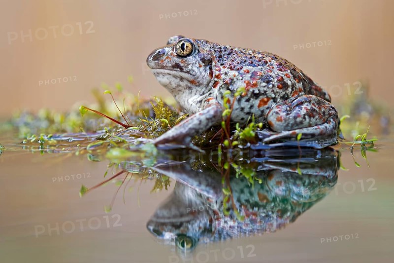 Spadefoot (Pelobates fuscus)