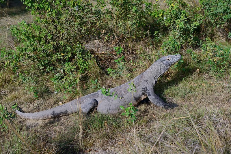 Komodo Dragon (Varanus komodoensis)