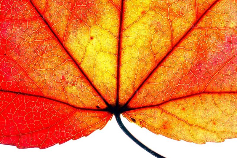 Autumn leaf