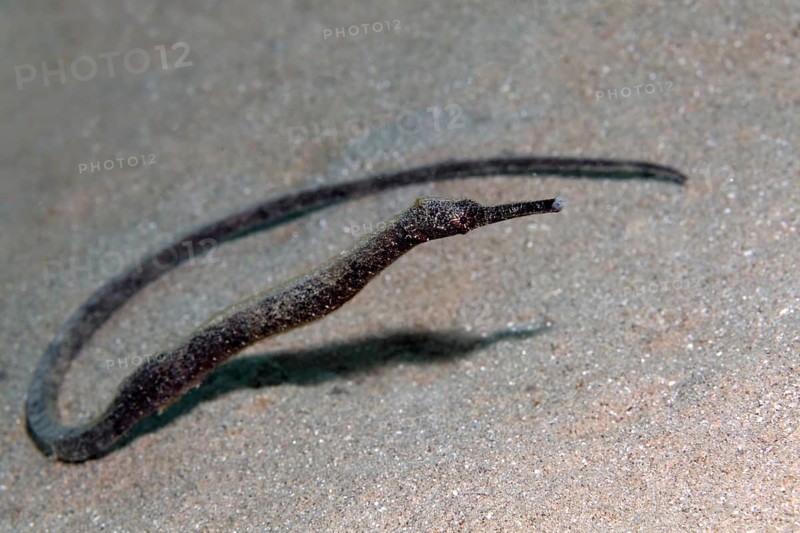 Double-ended pipefish (Trachyrhamphus bicoarctatus)