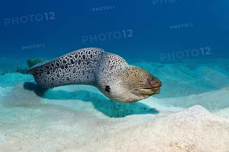 Giant moray (Gymnothorax javanicus) on sandy ground