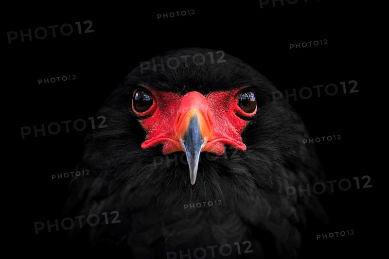 Bateleur (Terathopius ecaudatus)