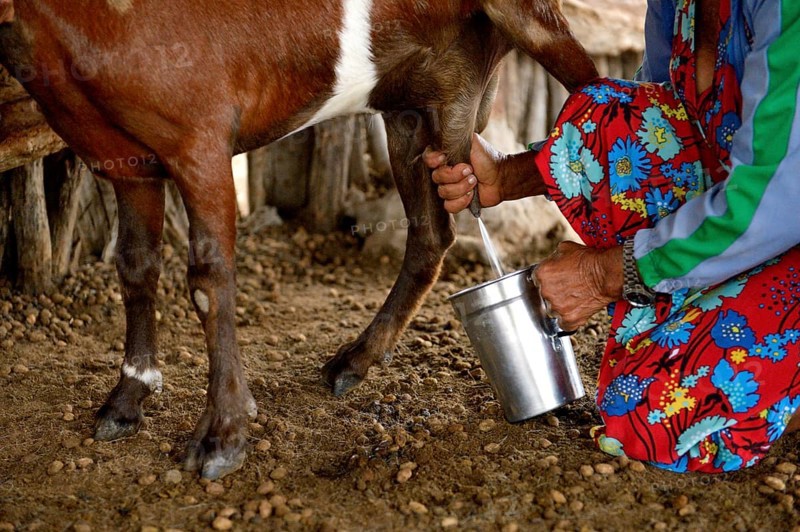 Woman milking a goat (Capra hircus aegagrus)