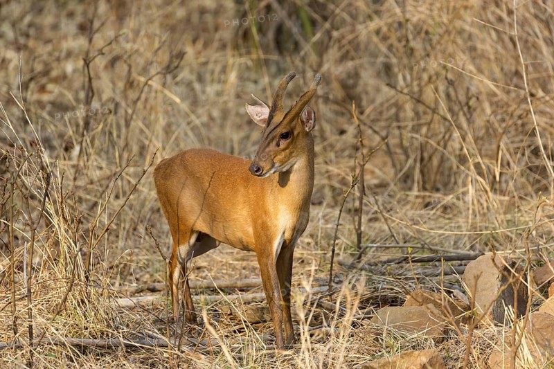 Indian muntjac (Muntiacus muntjak)