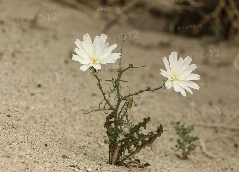 Desert chicory (Rafinesquia neomexicana)