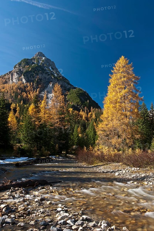 Larch trees in autumn on mountain stream