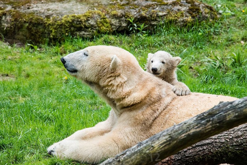 Polar Bears (Ursus maritimus)