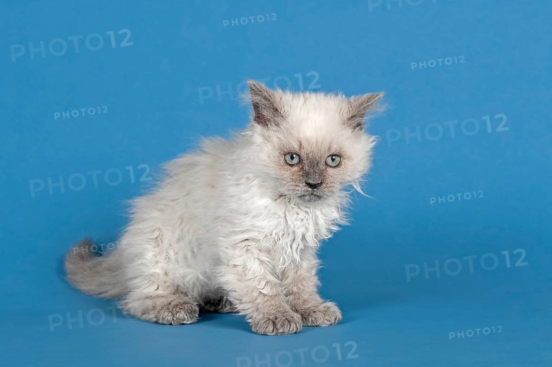 Selkirk Rex kitten