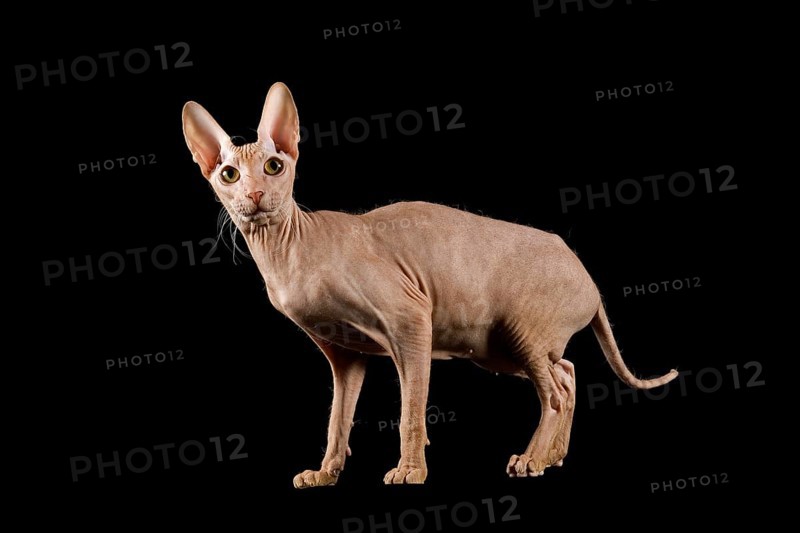 Peterbald cat