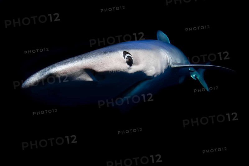 Blue shark (Prionace glauca)