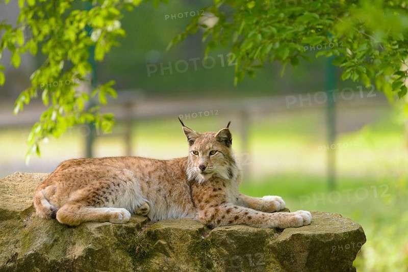 Eurasian Lynx (Lynx lynx)