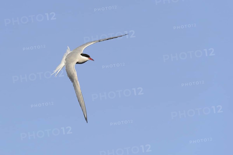 Arctic Tern (Sterna paradisaea) adult