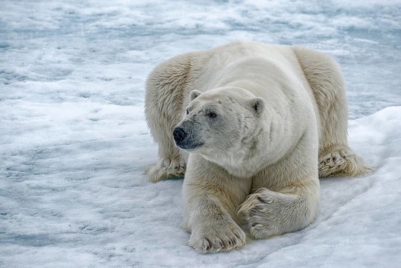 Polar bear (Ursus maritimus) lies on ice floe