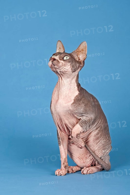 Canadian Sphynx cat