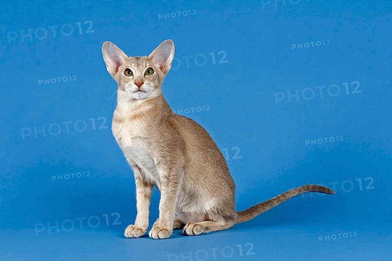 Oriental Shorthair cat