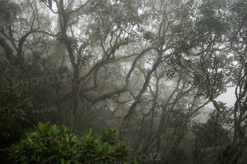 Cloud forest