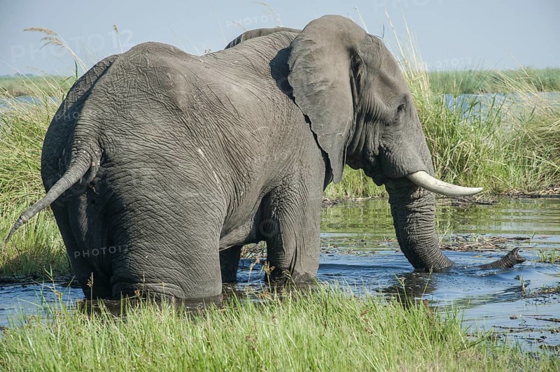 African Elephant (Loxodonta africana)