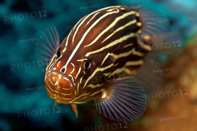 Goldenstriped soapfish (Grammistes sexlineatus)