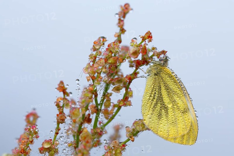 Green veined White (Pieris napi) on Common Sorrel (Rumex acetosa)