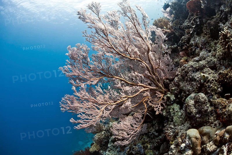 Red Giant Fan Coral (Melithaea sp.)