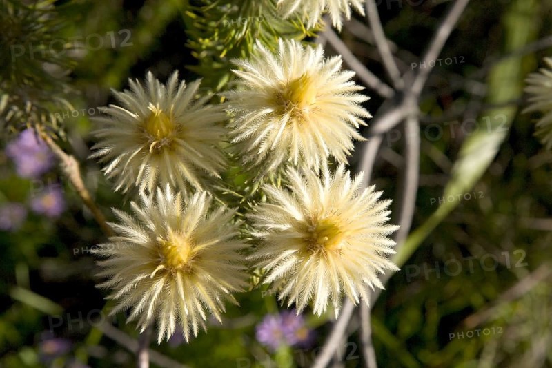 Featherhead (Phylica pubescens)