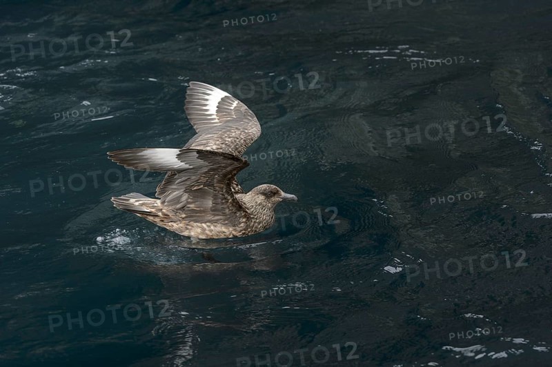 Great Skua (Stercorarius skua) adult