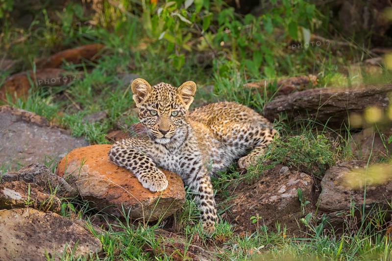 Leopard (Panthera pardus) cub