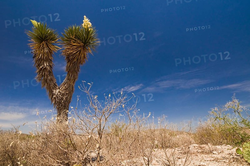 Bioconvex Denticulate Leaf-Yucca (Yucca queretaroensis)