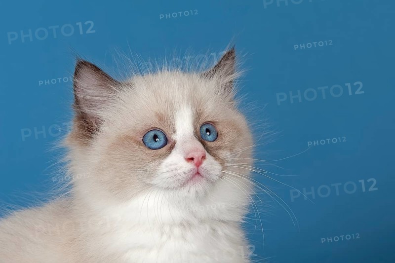 Ragdoll