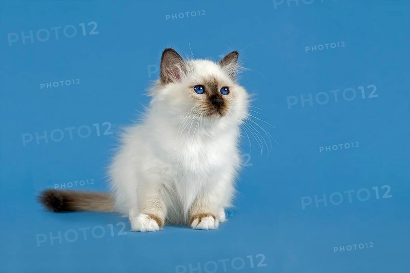 Birman Cat