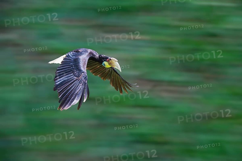 Wreathed Hornbill or Bar-pouched Wreathed Hornbill (Rhyticeros undulatus)