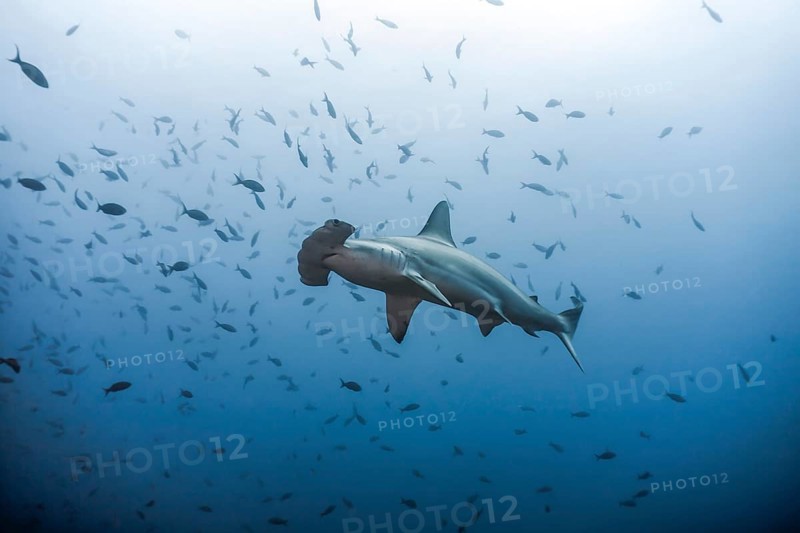Scalloped Hammerhead (Sphyrna lewini)