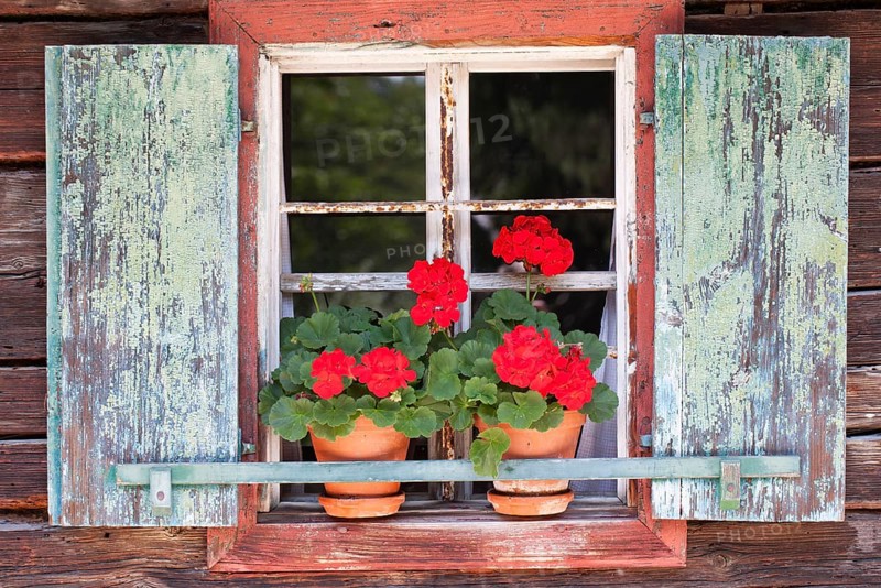 Window with geraniums