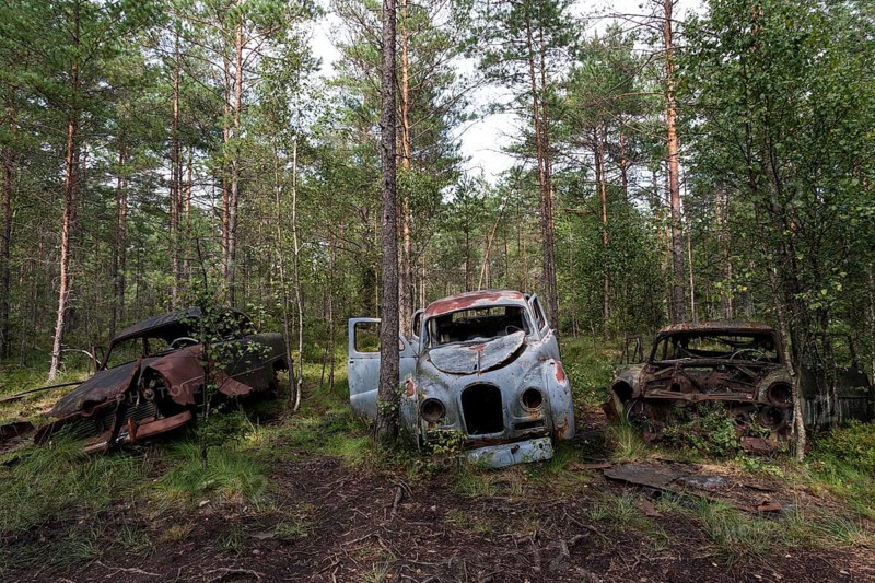 Auto graveyard in the forest