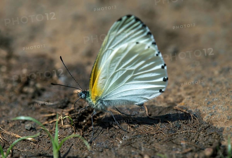 Mylothris-species butterfly (Mylothris sp) drinking mineral-containing fluid from the muddy ground at an altitude of 2200m