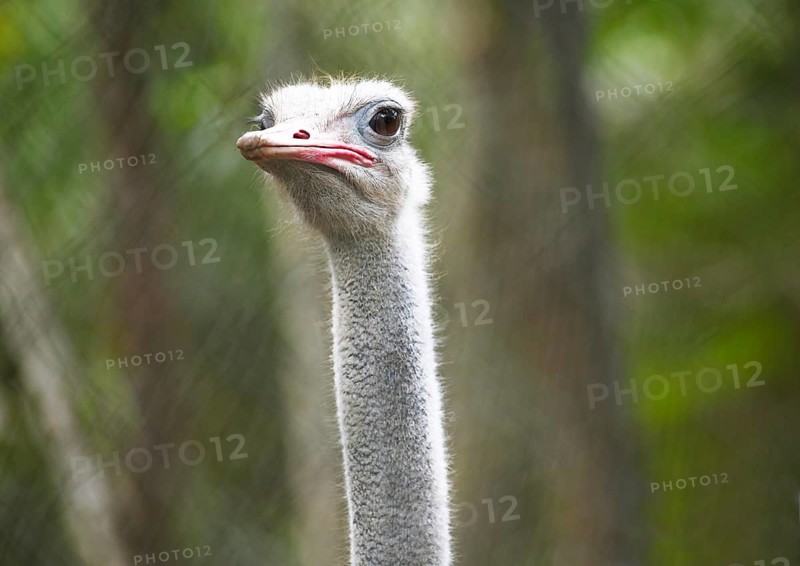 Common Ostrich (Struthio camelus)