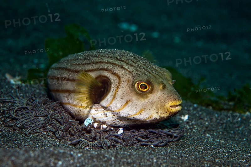 Narrow-lined puffer (Arothron manilensis) being cleaned by a squat shrimp (Thor amboinensis)