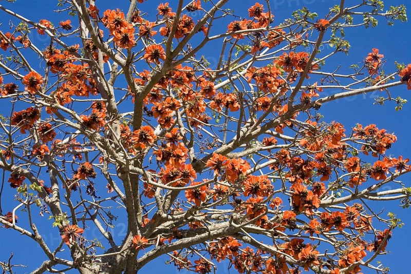 Coral tree with flowers (Erythrina)