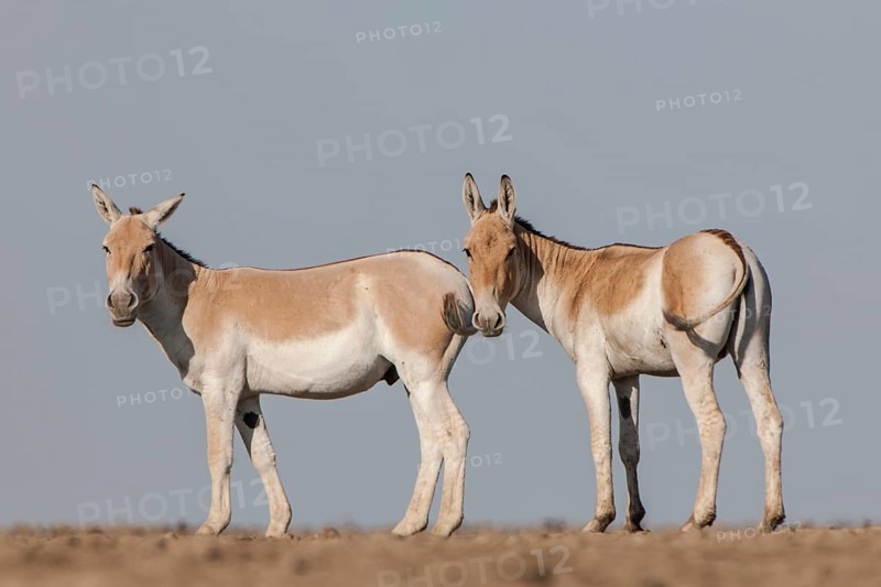 Onagers or Asiatic wild asses (Equus hemionus)