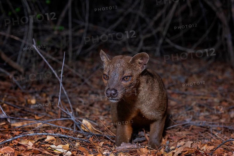 Fossa (Cryptoprocta ferox) in the dry forests of West-Madagascar