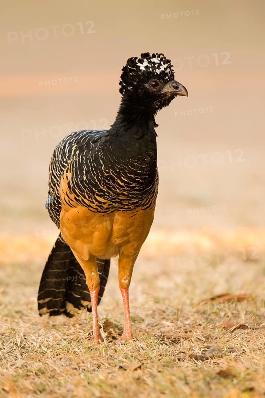 Bare-faced Curassow (Crax fasciolata)