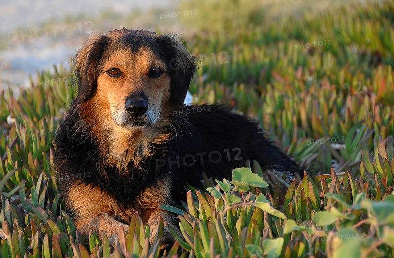 Stray dog with wet fur