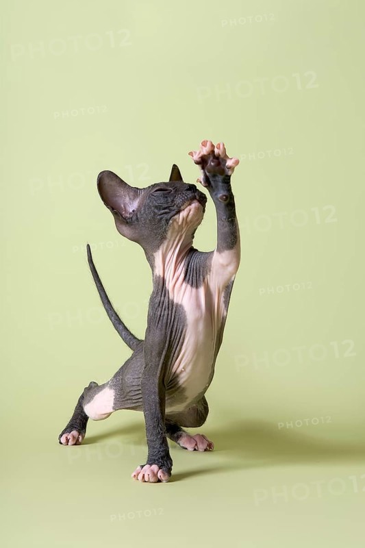 Donskoy cat or Don Sphynx