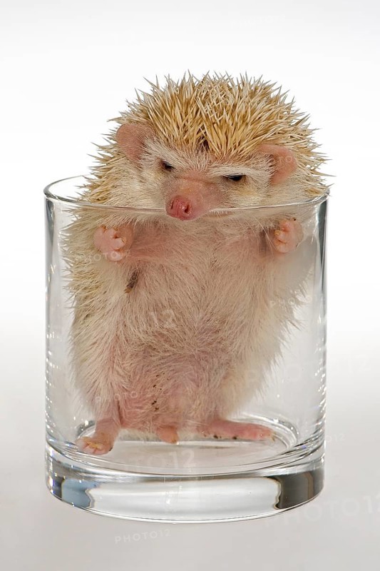 Albino African white-bellied hedgehog in a glass
