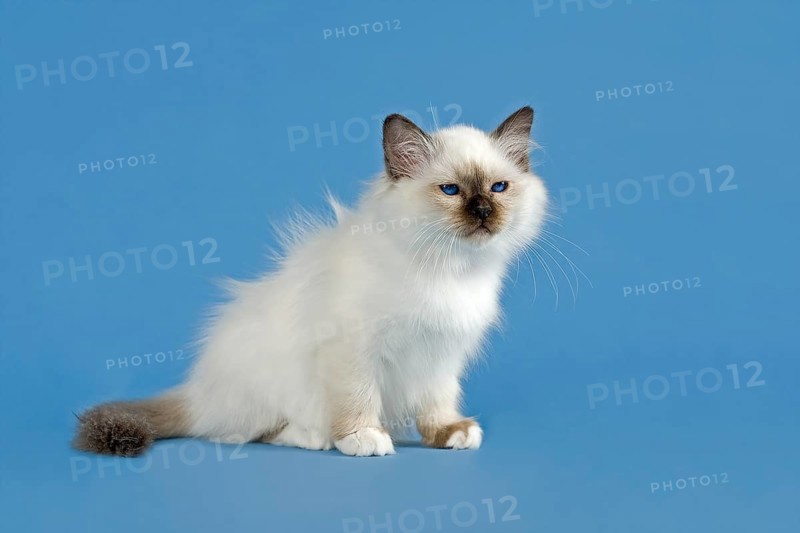 Birman Cat