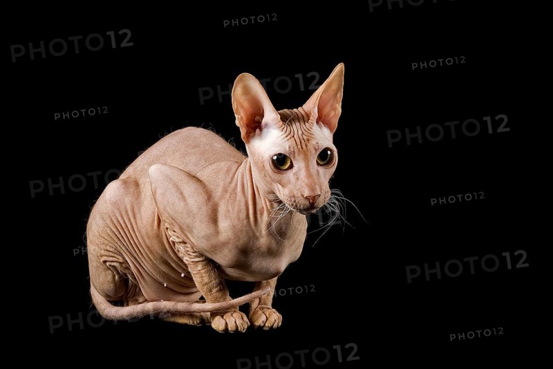 Peterbald cat