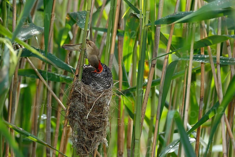 Cuckoo (Cuculus canorus)